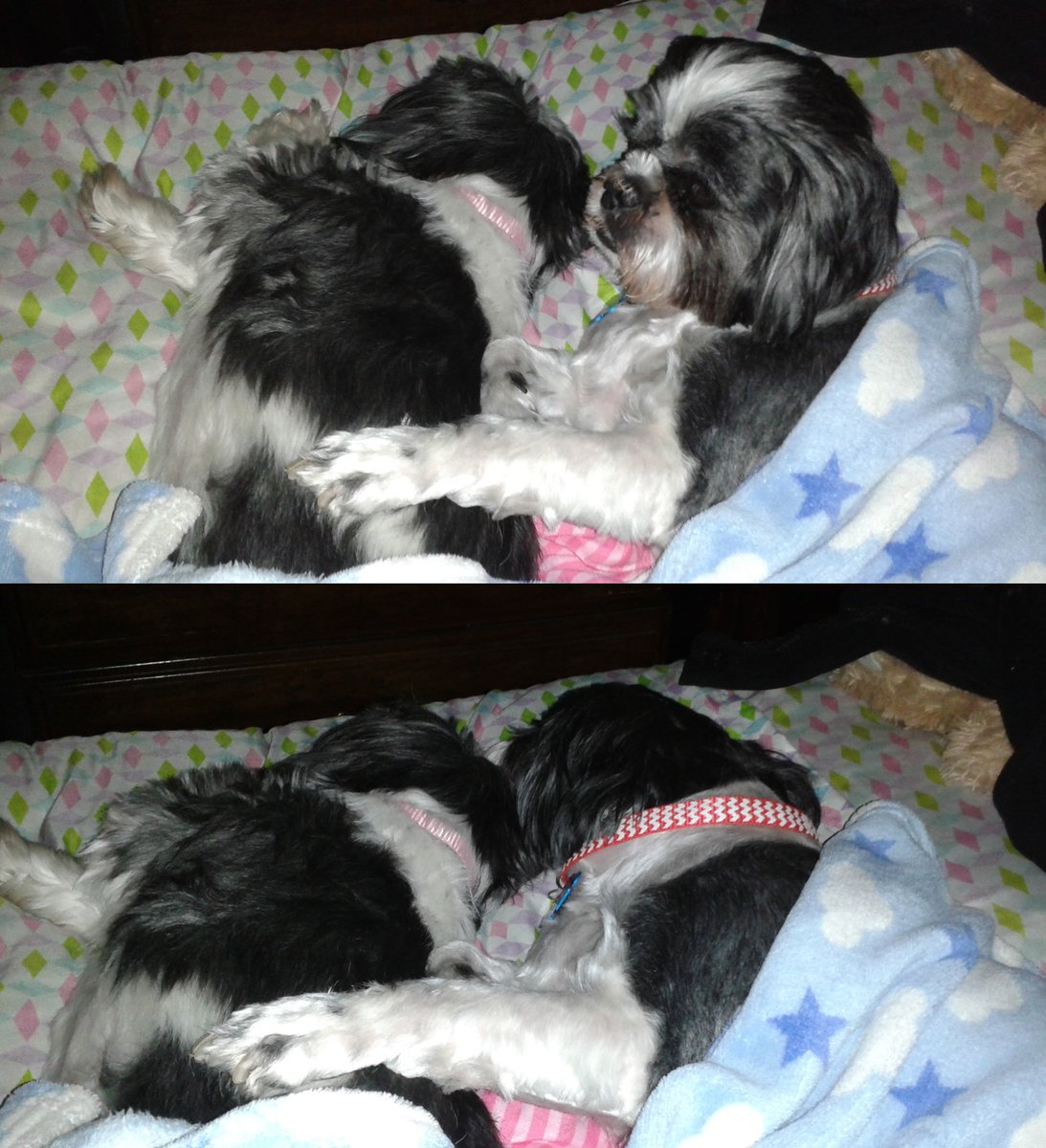 MINDoverMS's tweet photo. This old boy (13yrs) protects his older sister (14yrs) every night. https://t.co/ltIhsjj9No