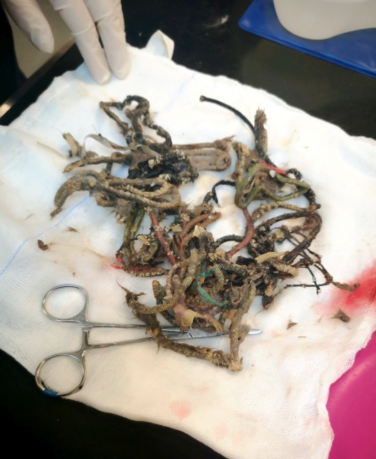 Jamess12316's tweet photo. A cat was rushed to the vet for life-saving surgery after eating 40 hairbands which had formed a massive lump in her tummy https://t.co/qCdGX5JuHs