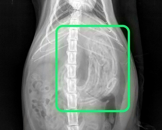 Jamess12316's tweet photo. A cat was rushed to the vet for life-saving surgery after eating 40 hairbands which had formed a massive lump in her tummy https://t.co/qCdGX5JuHs