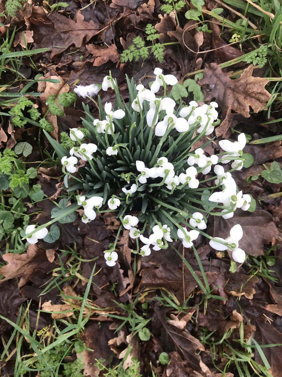 ActonParkFriend's tweet photo. A full set at Acton Park - Crocus, then Daffodils and now Snowdrops - can’t remember them ever being earlier. https://t.co/IQrSCMpmZs