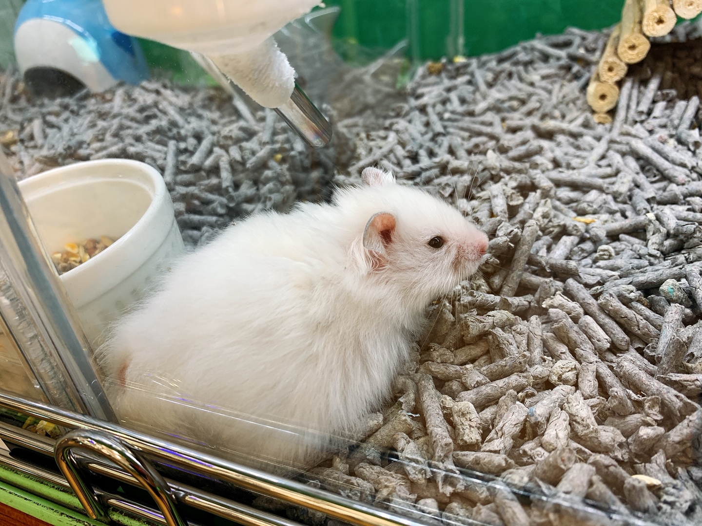 Story習志野 コオロギ入荷しました W 先月末に入荷したロングヘアーとキンクマハムスター 販売開始してます W 今週は ノーマルゴールデンとキンクマカラーのゴールデンハムスターが入荷してます あとは ちっちゃいウーパールーパーや普通の