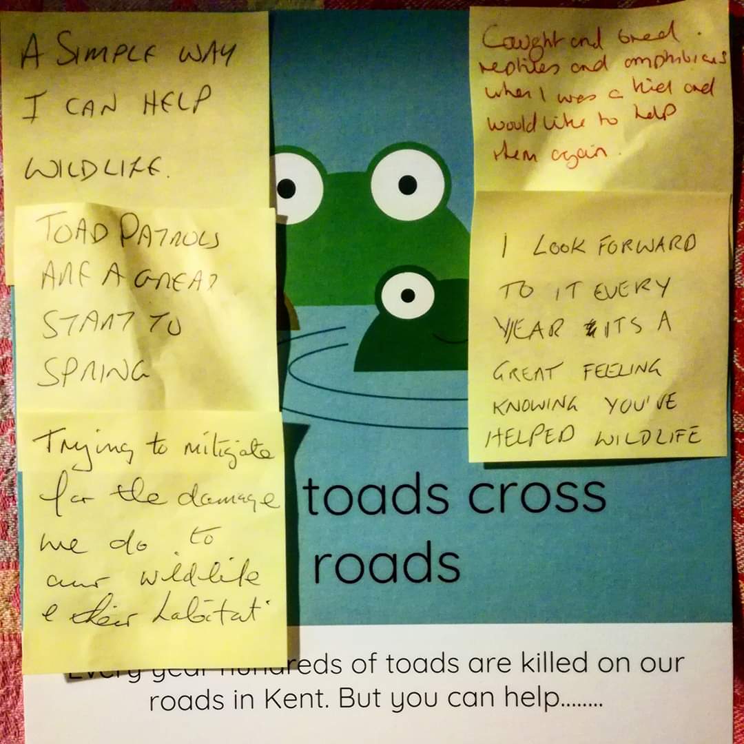 Kent Toad Patrol (Kent ARG) tweet media