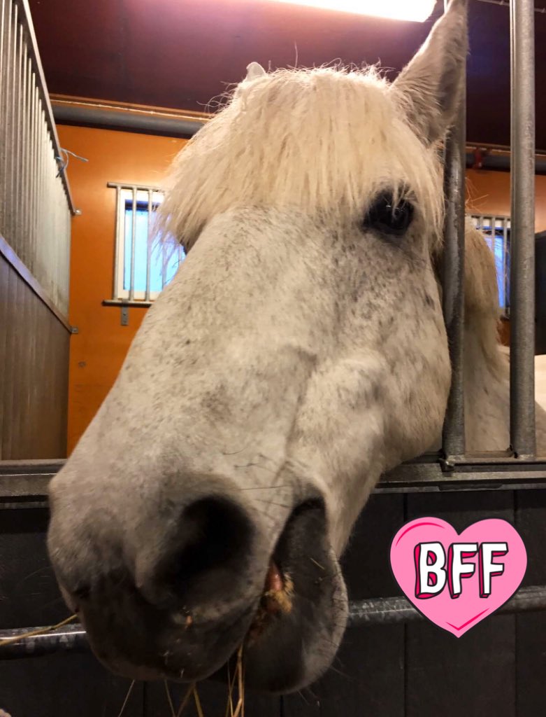 HBast's tweet photo. Direkt nästa dag man har ridit ute i skogen tillsammans så blir han såhär härlig mot en🥰❤️🐴 https://t.co/veU8gaZ5Kf