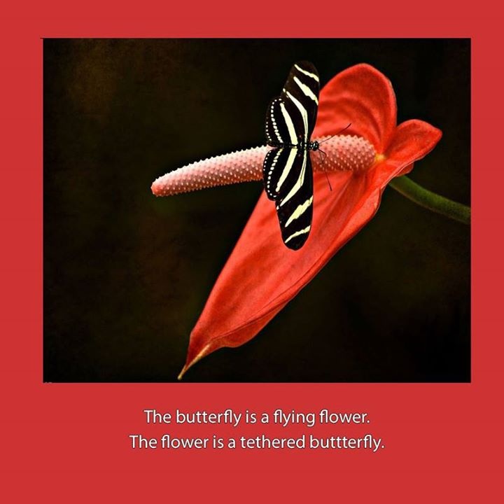 La mariposa es una flor voladora.
La flor es una mariposa atada.
#BenalmadenaPueblo
#MariposariodeBenalmadena
#BenalmadenaButterflyPark