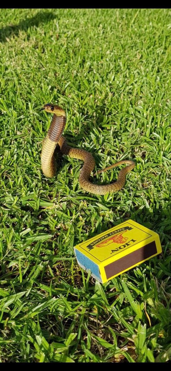 MarteinOpperman's tweet photo. Baby Cape Cobra. Look at his size compared to the box of matches @Slash https://t.co/GfxyY5AFy1