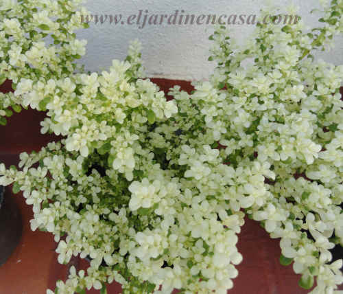 Eljardinencasa's tweet photo. #FelizMartes de #Jardinería con #Helechoarroz
Hoy, con nuevo artículo sobre:
"Helecho arroz, el helecho que no es #helecho"
https://t.co/pmDfo2XyuC
#Pilea
#Microphylla https://t.co/YZthc9cE0I