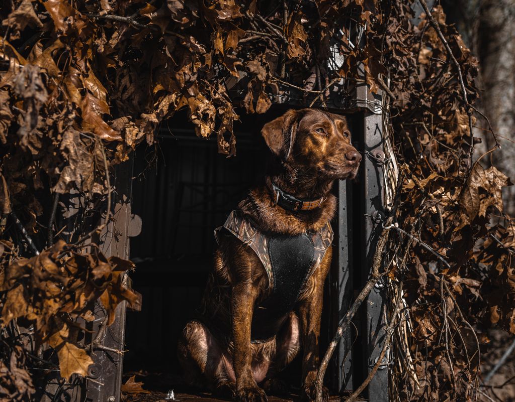 JaredRBarton's tweet photo. Our girl Delta sittin' pretty #Arkansas #whiteriver #labradorretriever @DucksUnlimited @DeltaWaterfowl https://t.co/xtrWIBcoyF