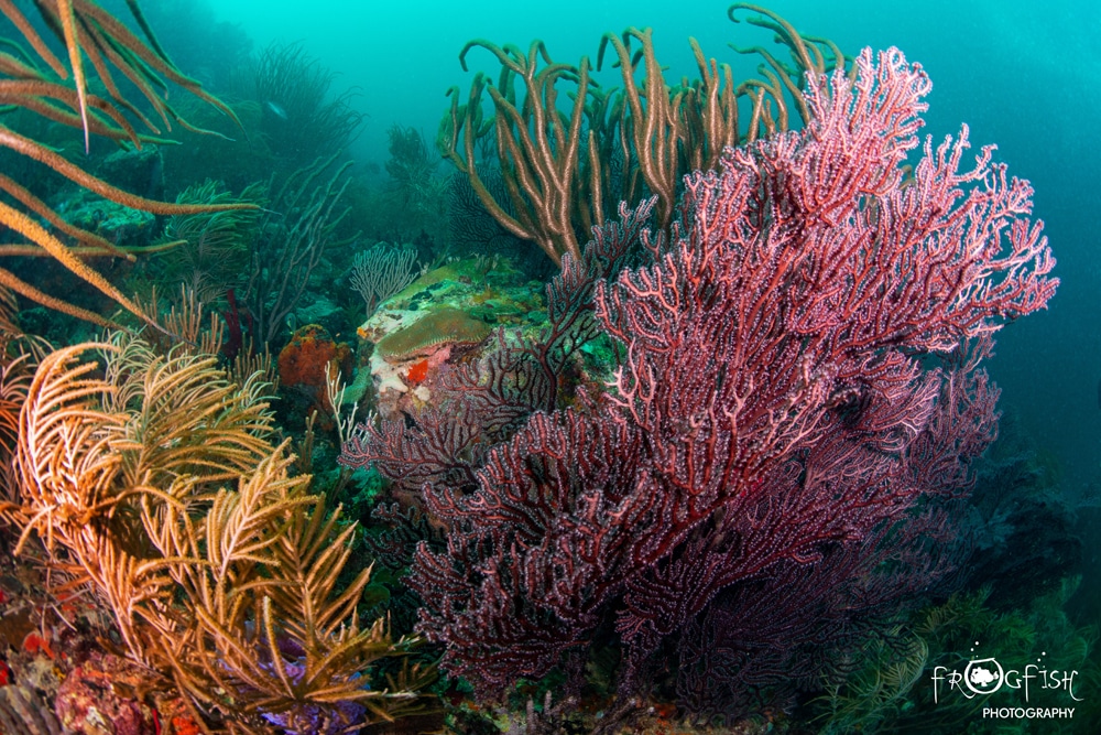 ScubaverseMedia's tweet photo. Scubaverse's Nick and Caroline recently went to the Pure #Grenada #DiveFest, where they first dived the wonderful sister island of #Carriacou. Read their blog: https://t.co/btEPFKSxy4 #scuba #diving #dive #pure #caribbean #divefest @discovergrenada @divegrenada @AquanautGrenada https://t.co/qQ8KS9Uuvb