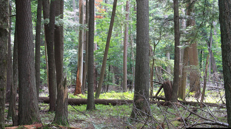 Old growth stand of eastern white pine, eastern hemlock, and northern hardwoods in Michigan, USA .  USDA Forest Service photo by Steven Katovich.