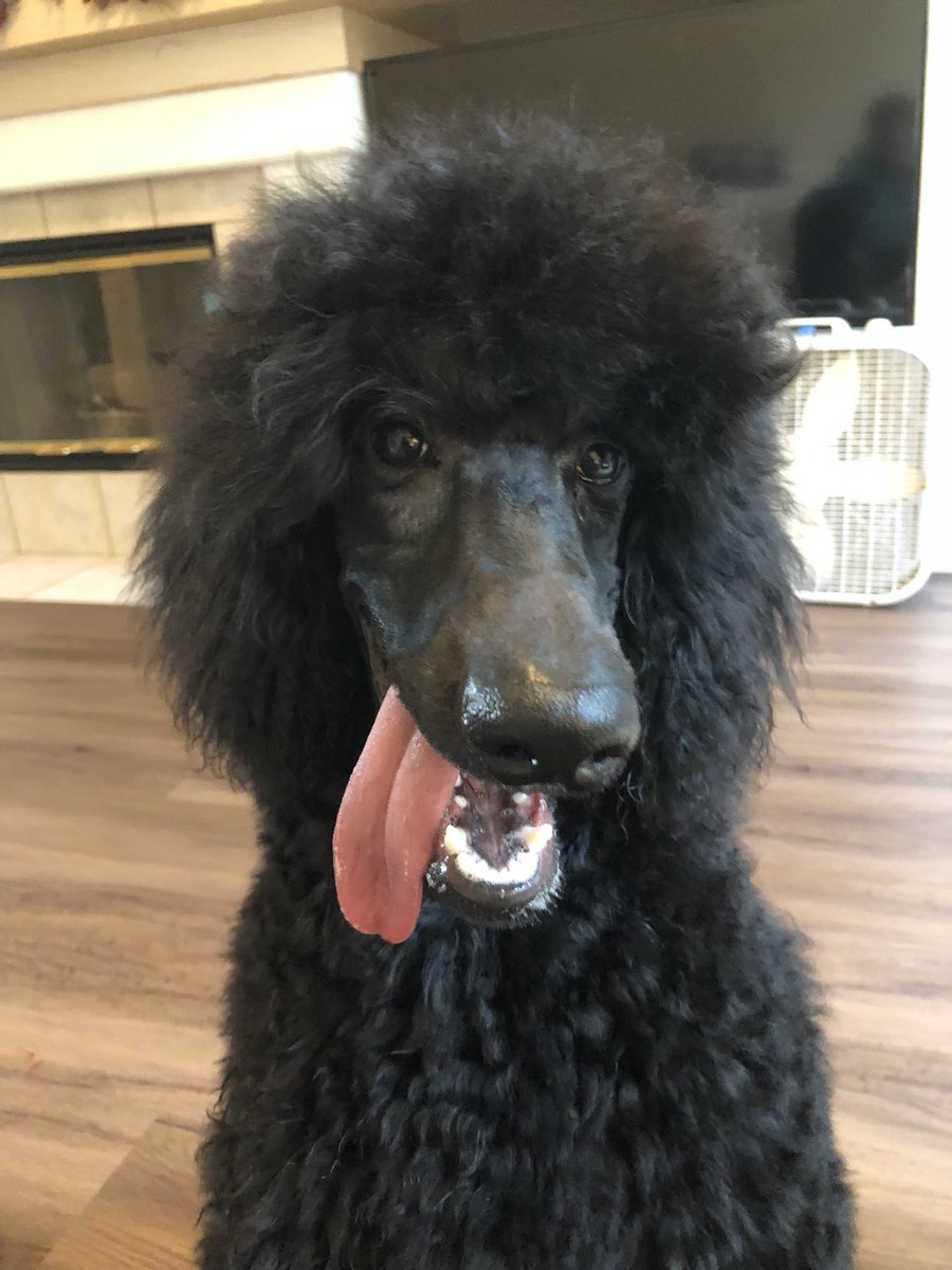 derekclarkson9's tweet photo. #TongueOutTuesday Tuesday Quincy has a lot to say about that https://t.co/a7B8YDherR