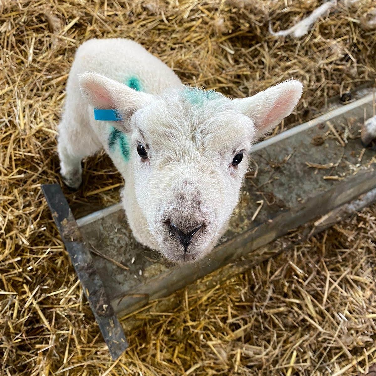 Roost_Coffee's tweet image. Just need to get through February and then it's finally Spring (my favourite time of year). It's great to see lambs in North Yorkshire fields. Have you spotted any yet?! 🐑 #nearlyspring #lambs #springisonitsway #februarylambs @visitmalton @Welcome2Yorks @northyorkmoors