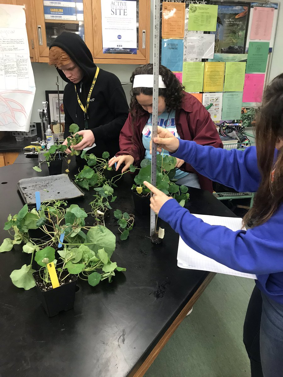 killianfc's tweet photo. @GrowBeyondEarth @FairchdChallnge lots of new leaves. Tasted nasturtiums- flavorful. No flowers yet. https://t.co/eu6vpNIbkf