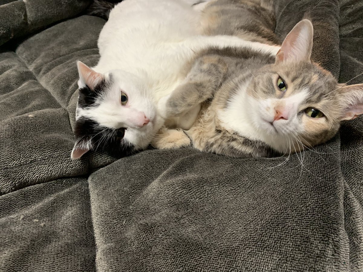 GangGreystone's tweet photo. #sisterlove #catlife #hazebaze #spacemouse #greystonegang https://t.co/wHTnPpo4YZ