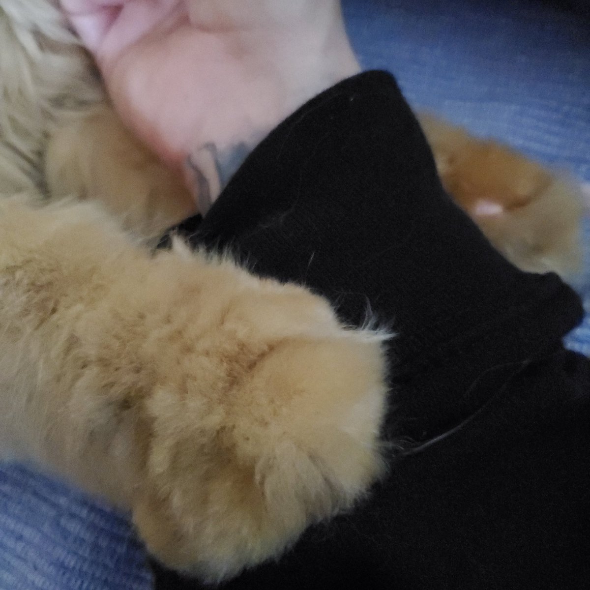 LuFisto's tweet photo. Slash's big paws holding my hand. 💜🐱 #catmom #persiancats #SlashThePersian #countdelafluff #colonelmoutarde https://t.co/epL9ZHITMq