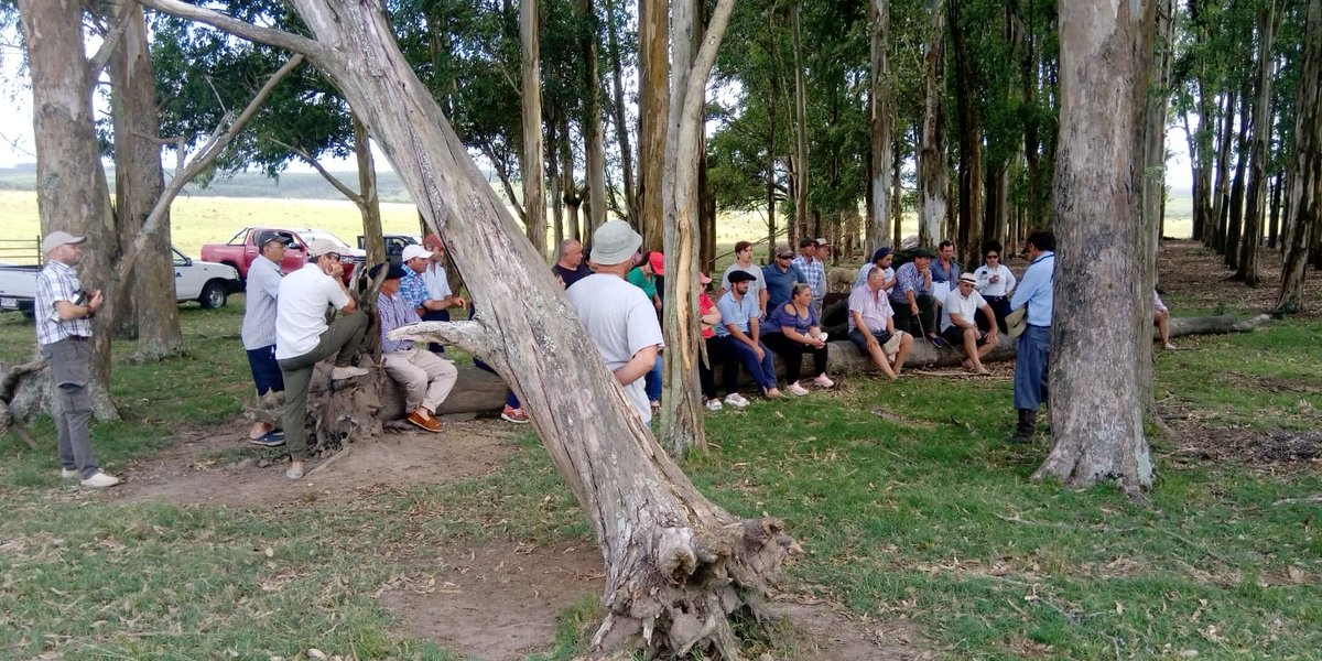 PlanAgro's tweet photo. #Ahora en Treinta y Tres! Jornada de campo "Preparando la #encarnerada. Compartiendo la experiencia de un productor en manejo intensivo de #Ovinos" en Establecimiento del productor Rolando Texeira
#Agropatt @NutrisurSA #MDR33 https://t.co/xccpUzo3Vj