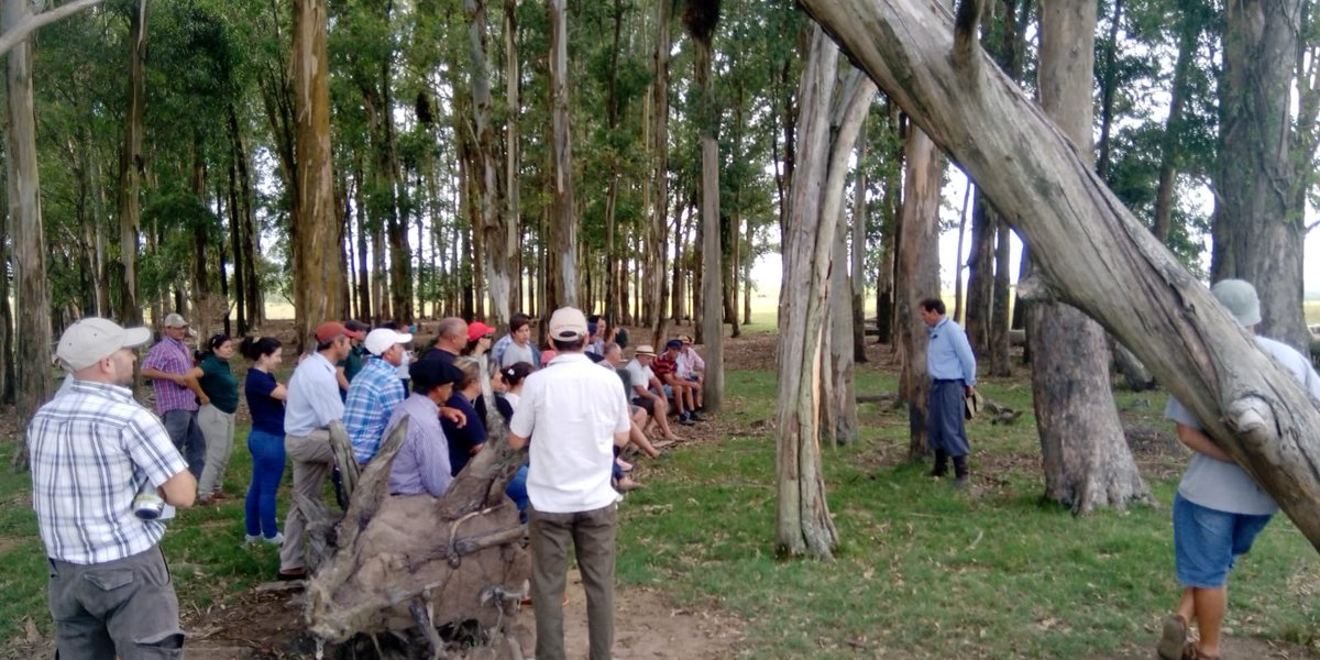 PlanAgro's tweet photo. #Ahora en Treinta y Tres! Jornada de campo "Preparando la #encarnerada. Compartiendo la experiencia de un productor en manejo intensivo de #Ovinos" en Establecimiento del productor Rolando Texeira
#Agropatt @NutrisurSA #MDR33 https://t.co/xccpUzo3Vj
