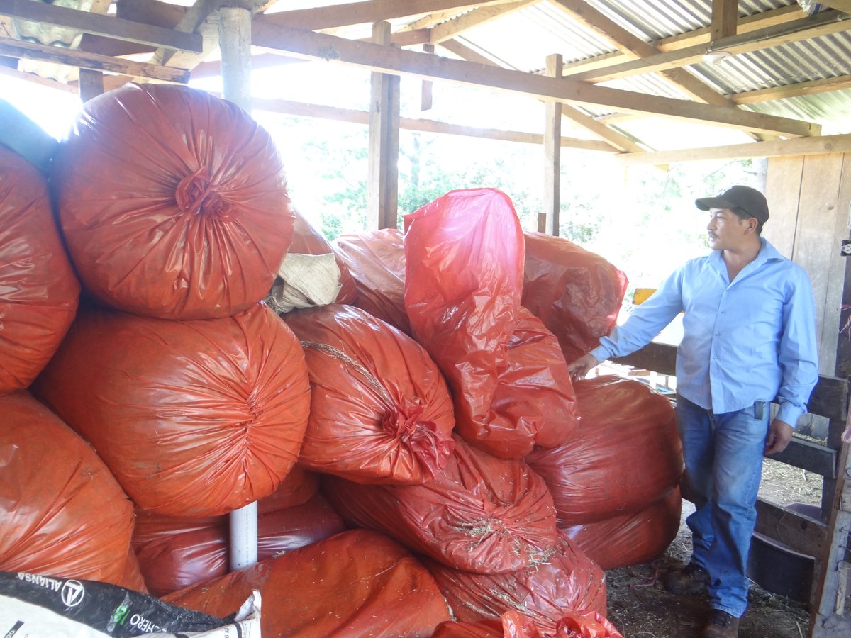 SNVCAMERICA's tweet photo. En Agricultura @SNVWorld ayudamos a que los medios de vida de 98.000 personas a nivel mundial fuera más resilientes al clima. En #Centroamérica el Proy #AFCIPRA, que es parte de las acciones de @EUROCLIMA_UE_AL, contribuye con esos impacto. #ClimaPlus https://t.co/E4ecsSYYYA