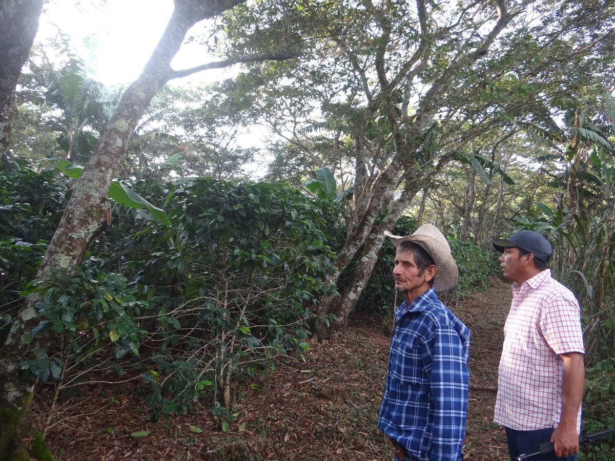 SNVCAMERICA's tweet photo. En Agricultura @SNVWorld ayudamos a que los medios de vida de 98.000 personas a nivel mundial fuera más resilientes al clima. En #Centroamérica el Proy #AFCIPRA, que es parte de las acciones de @EUROCLIMA_UE_AL, contribuye con esos impacto. #ClimaPlus https://t.co/E4ecsSYYYA