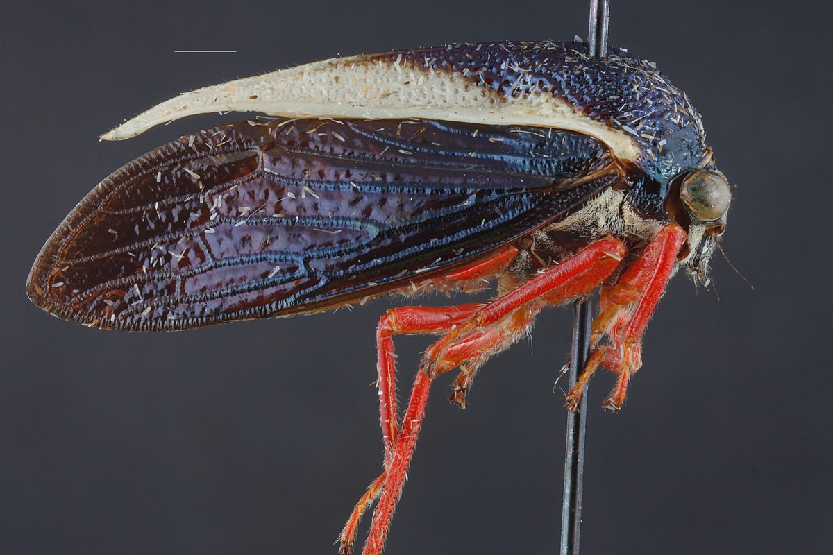BiophileB's tweet photo. Hope everyone is having a terrific #TreehopperTuesday so far. Today's buggo hails from Jamaica &amp; currently goes by the name Marshallella riveroi Ramos. There are 3 species in this genus, 2 from Jamaica &amp; 1 from the Dominican Republic; the Jamaican spp. appear to be misplaced. https://t.co/LTTcteNE6o