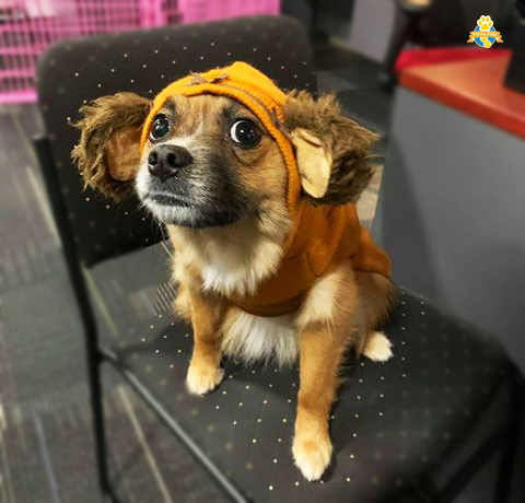 PawChamps's tweet photo. Photoshoots at work are the best! Meet Roxy, striking a pose for Flexy Paw! 

#FLEXYPAW #dogs #dogstagram #dogsofinsta #dogsofinsta #petsofinsta #petsofinstagram #petsofinstagram #poochselfie #dog #puppies #phodographer #foodie #doggo https://t.co/9wYorcY1YF