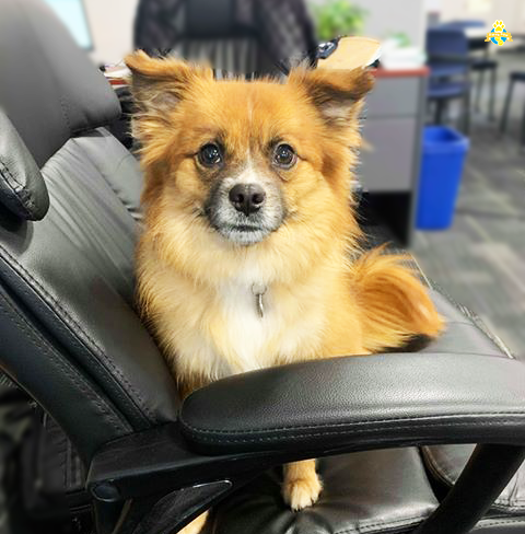PawChamps's tweet photo. Photoshoots at work are the best! Meet Roxy, striking a pose for Flexy Paw! 

#FLEXYPAW #dogs #dogstagram #dogsofinsta #dogsofinsta #petsofinsta #petsofinstagram #petsofinstagram #poochselfie #dog #puppies #phodographer #foodie #doggo https://t.co/9wYorcY1YF