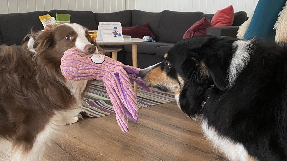 Hunde zerren an Tintenfisch-Plüschtier