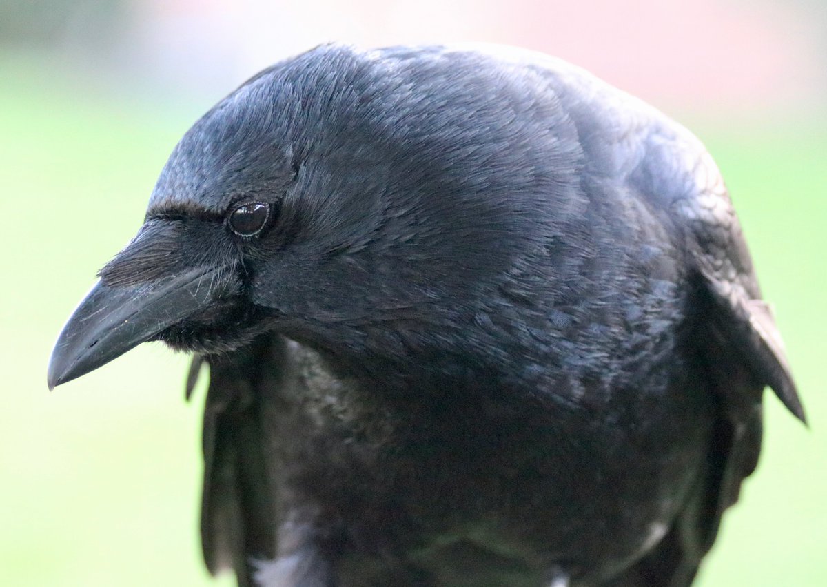 Crow is standing on the arm of the bench, looking sad, as it didn't react in time and its biscuit landed on the ground and got eaten.