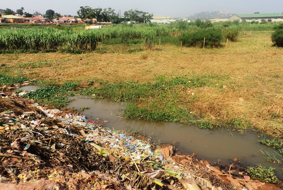 EastInforse's tweet image. #Kinawataka Wetland #Kampala #LakeVictoria facing siltation, waste dumping, clearance for settlements and agriculture, etc @Kampala4Climate @min_waterUg #wetlandsday 🇺🇬#WetlandBiodiversityMatters