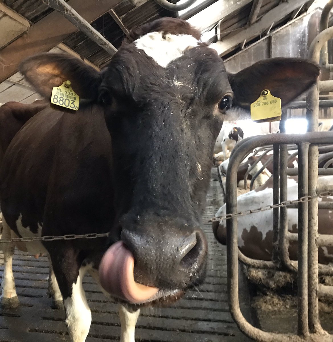 boerinhendrika's tweet photo. #Kompas_Olga_903 is 1 van m’n lievelingskoeien💖 Ze is net 9 jaar oud. Ze was ooit de middelste van een #3ling - haar 2 zussen zijn er helaas niet meer. #melkkoeien #TongueOutTuesday #February2020 #Februdairy 4/29 https://t.co/h1PI9nO8c9