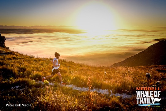 De Hoop Collection tweet media