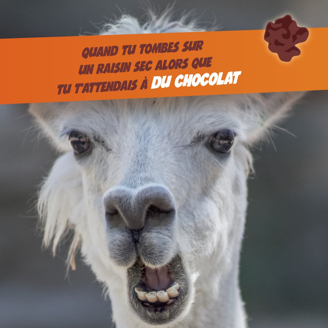 benco_choco's tweet photo. Ça arrive à qui ici ? 🤣

#Benco #BencoLover #Chocolat https://t.co/MPHjS0aNKH