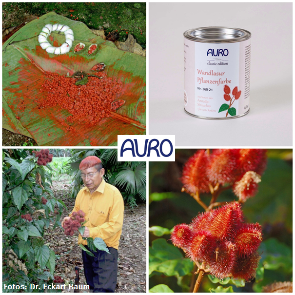 Habt ihr schon mal was von dem Lippenstiftbaum gehört? Der rote Farbstoff „Ipiak“ des Annattostrauchs wird nicht nur als Färbemittel für Kosmetik, sondern auch für unsere AURO Wandlasuren eingesetzt. bit.ly/2D9J3vl
#AURO #auronaturalpaints #Rohstoffe #Ipiak #Annatto