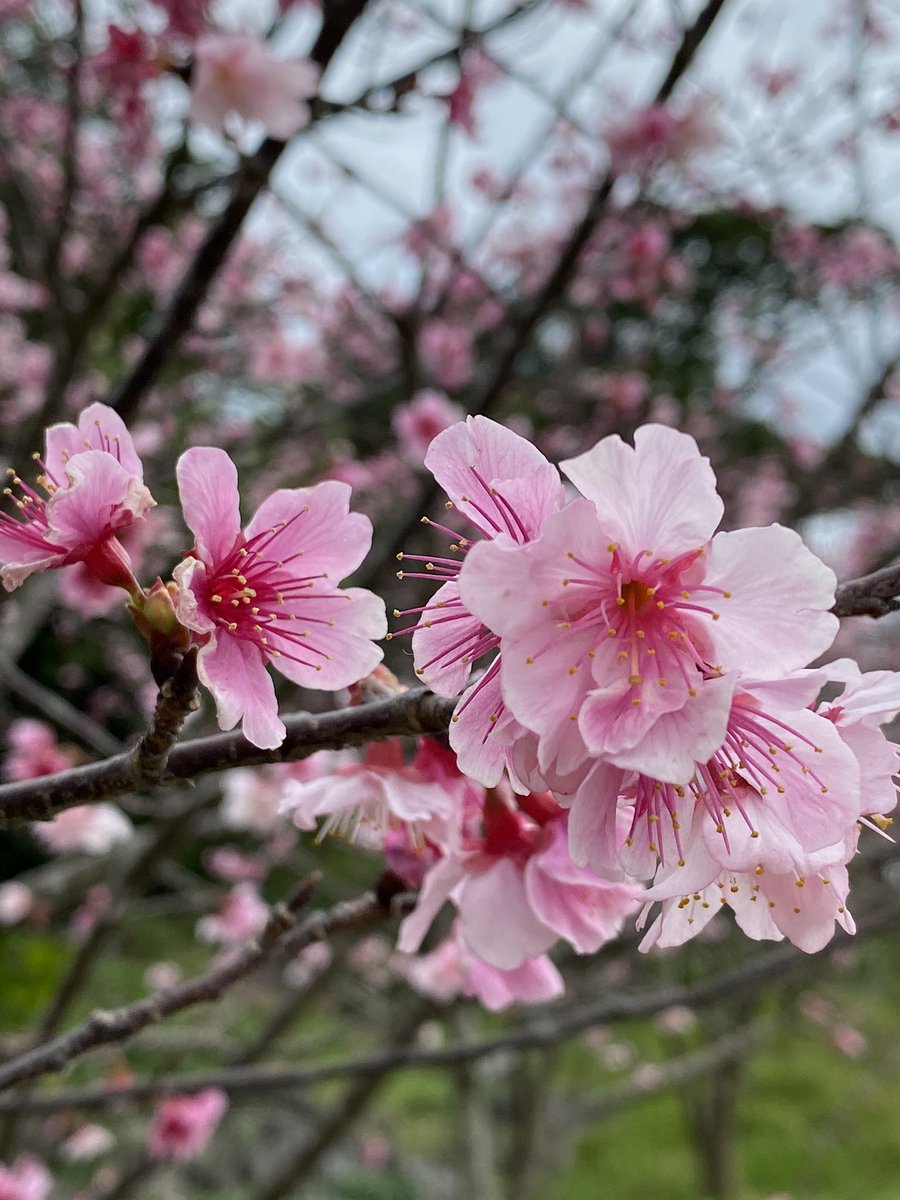 今帰仁城跡桜祭り