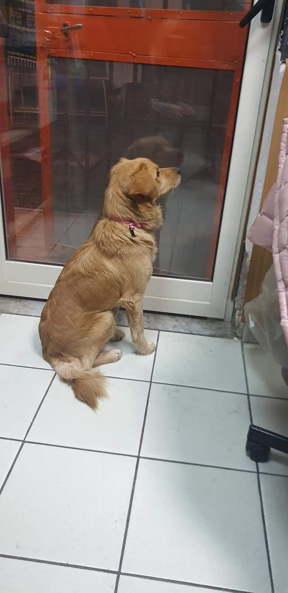 TI HANNO LASCIATA QUI E SON ANDATI VIA...KEIRA 2 ANNI 13 KG....LEI È RIMASTA ORE ALLA FINESTRA A GUARDARE FUORI...COSA PROVA? COSA PENSA?..LA PAURA...LA ZAMPETTA ALZATA E L' ATTESA...FORSE RITORNANO...NO NON RITORNANO😪
CANILE DI NOCERA INFERIORE 3476686666