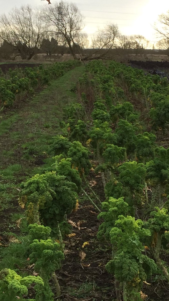 Out on the farm picking kale with farmer Doreen . One eye on the horizon on the look out for some ‘particularly nasty’ hare coursers operating on our farm and nearby