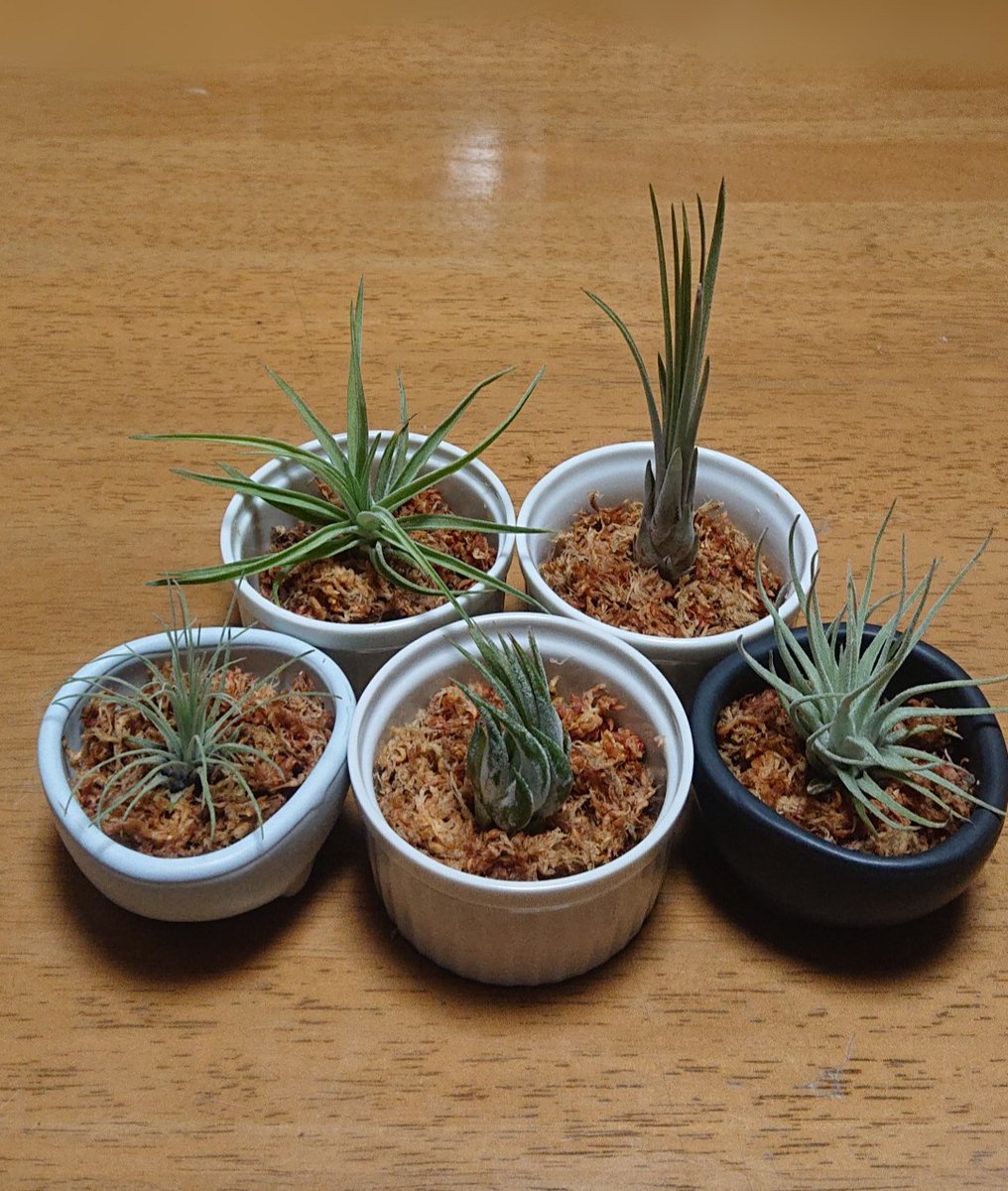 マー姉 Auf Twitter ホームセンターで買い物していたら この植物たちに声をかけられた気がして エアープランツのチランジアです 土は不要 空気中の湿気だけで育つとかいう植物 でも なかなかどうして けっこう水分がお好きなようですよ なので 水ゴケの