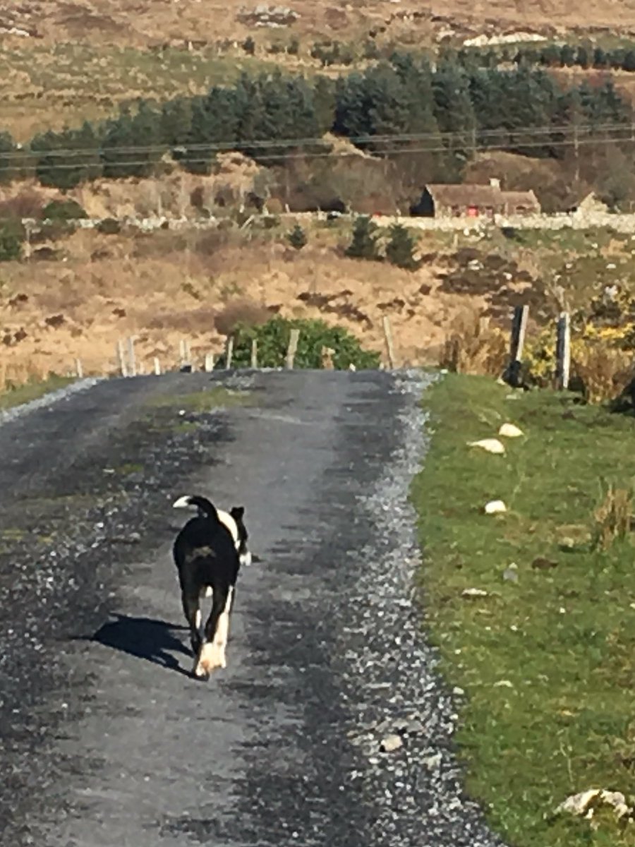 danoharafarm's tweet photo. @AranConnemara @wildatlanticway @visit_galway @galway2020 That's definitely a contender for a #viewsnotqueues ! This is Spot's daily commute. #AranConnemara https://t.co/7tKUQ9ZcPa