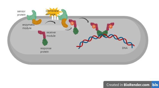 DrBommel's tweet photo. In my newest article I describe another two systems that #bacteria use to first sense what is going on in their #environment and how they then adapt to the changing conditions.

https://t.co/bd9cClj2Sl
#scicomm #microbiology #bacteriarock https://t.co/1X6LhWUpah