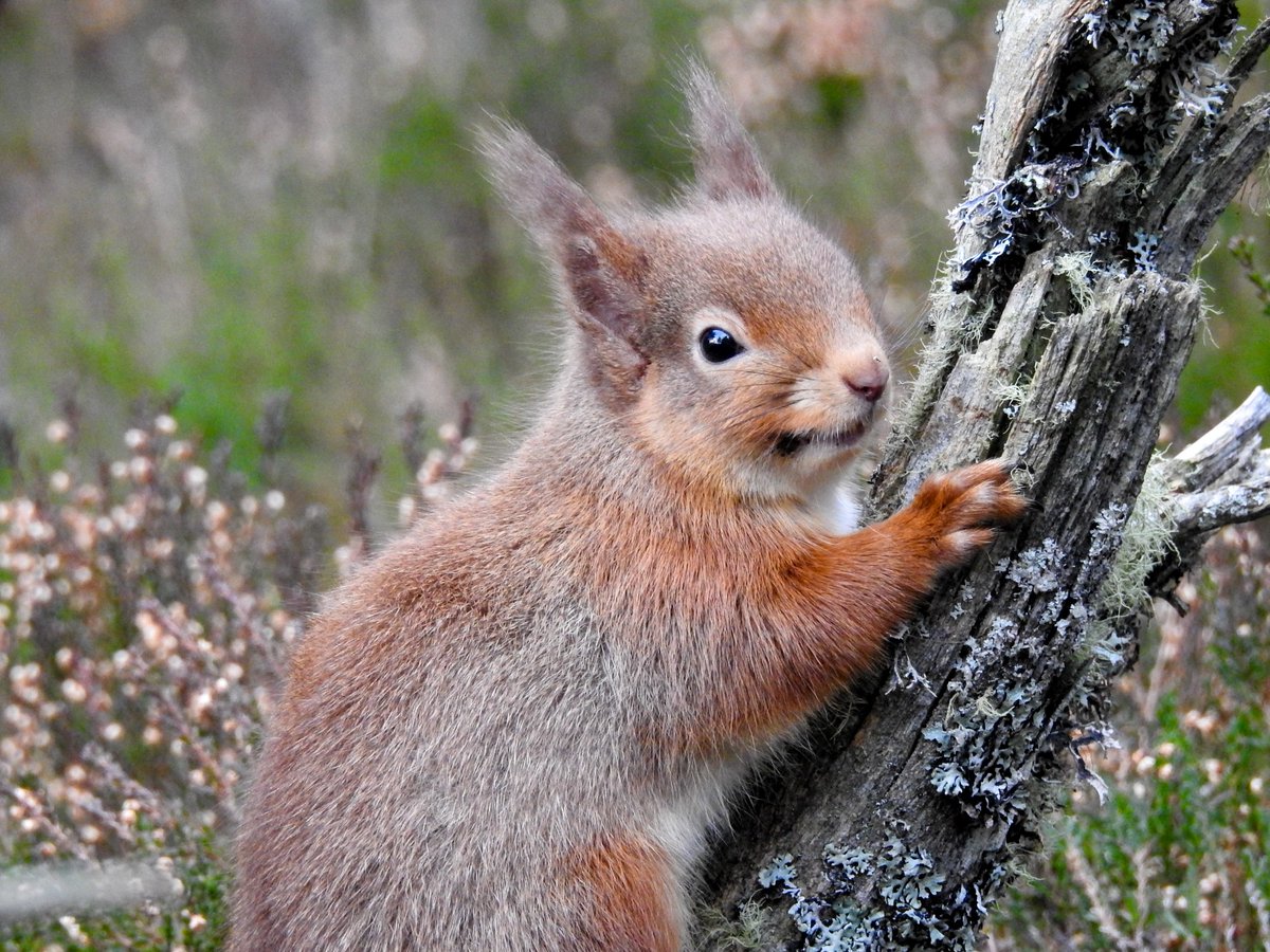 A red squirrel hugs a small lichen covered branch with heather in the background