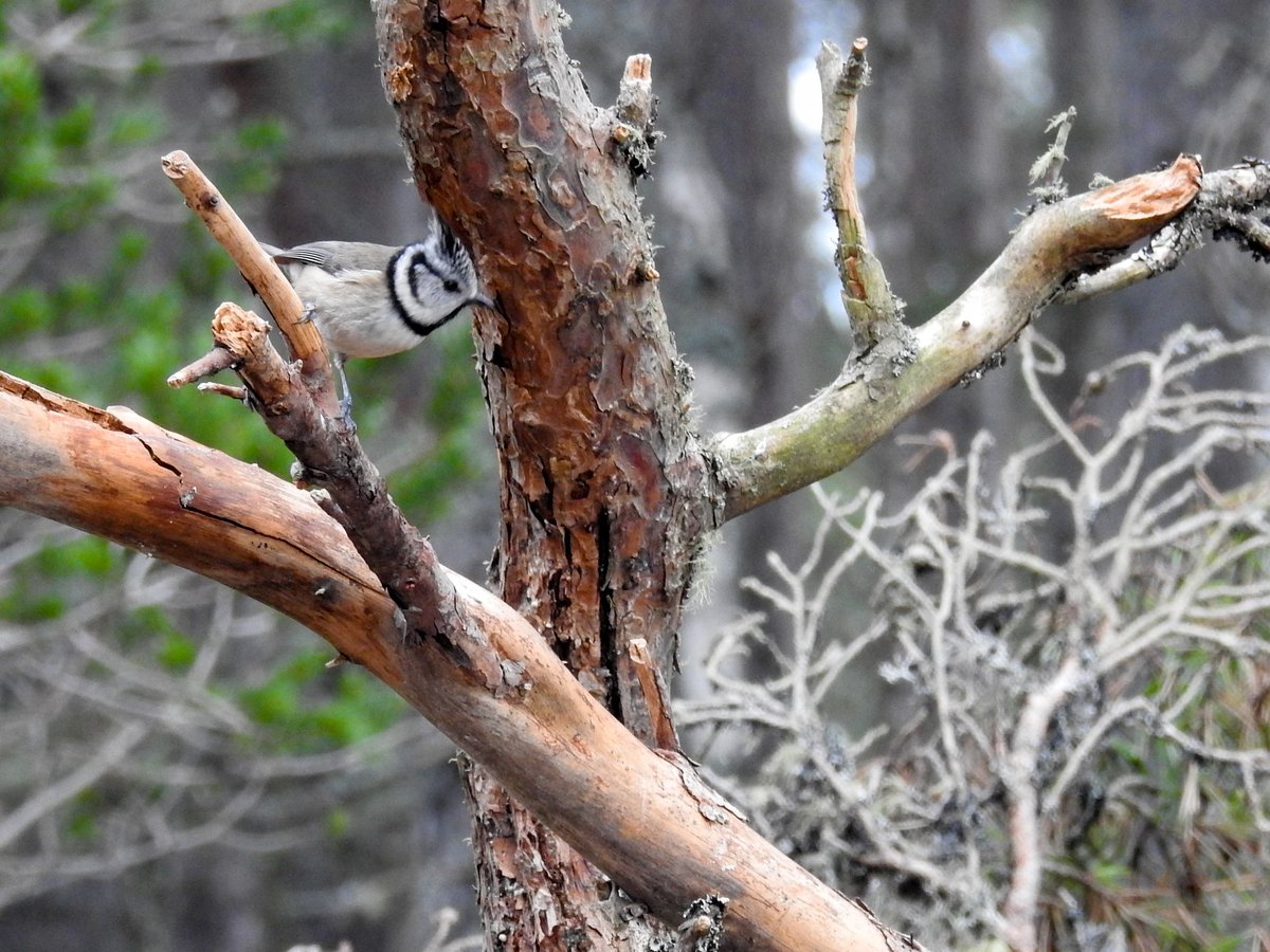 A crested tit perches on a small branch