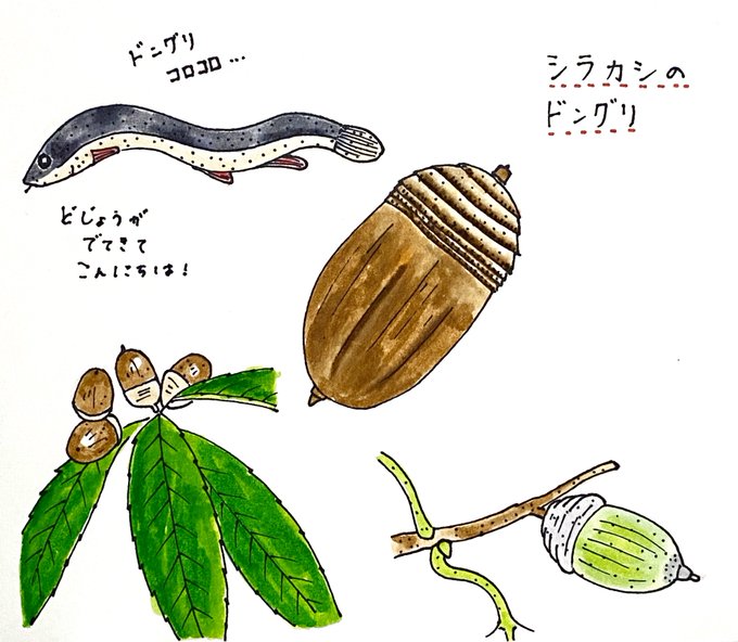 どんぐり 高画質 のtwitterイラスト検索結果 古い順