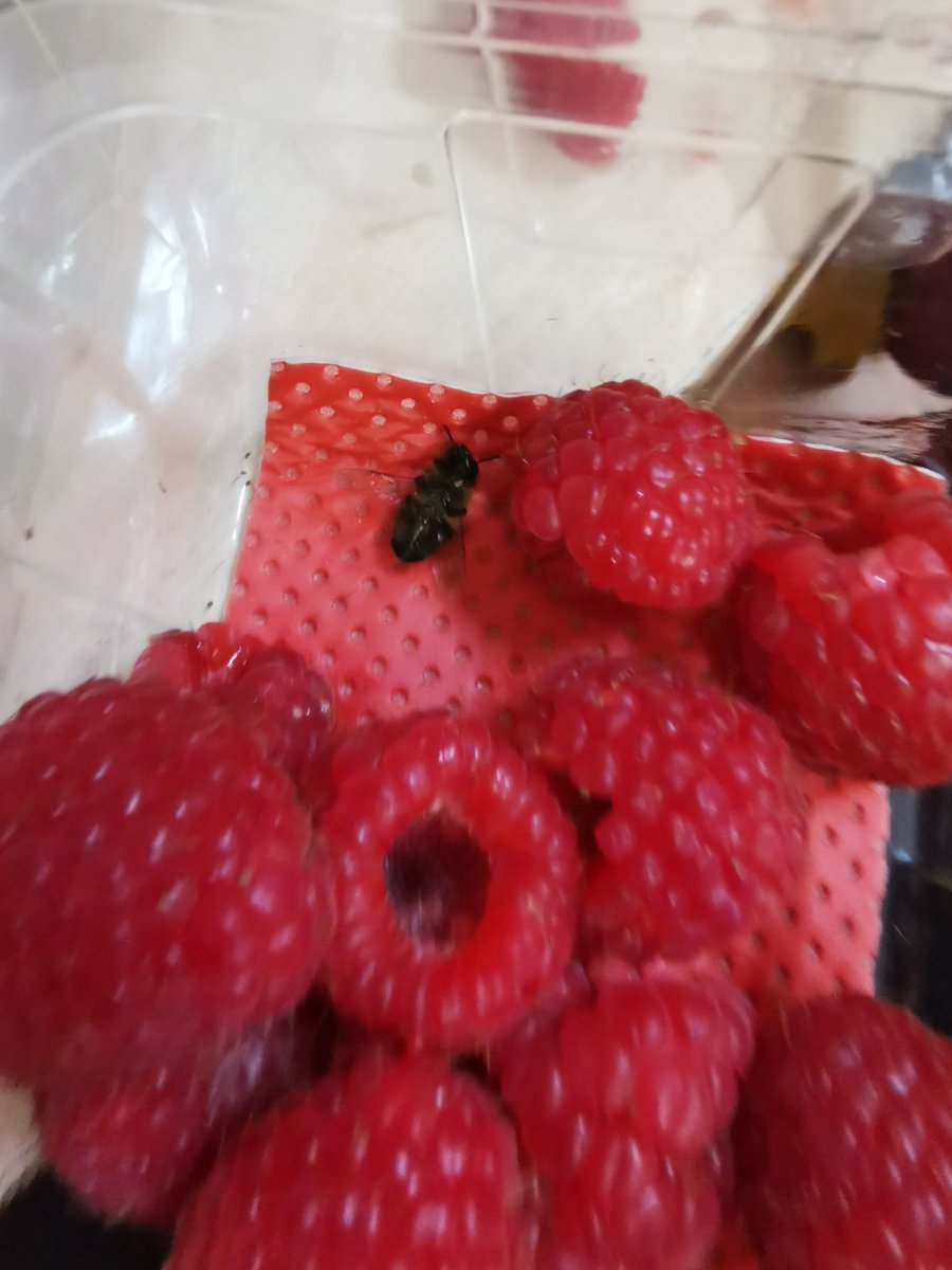 Gem wells tweet media