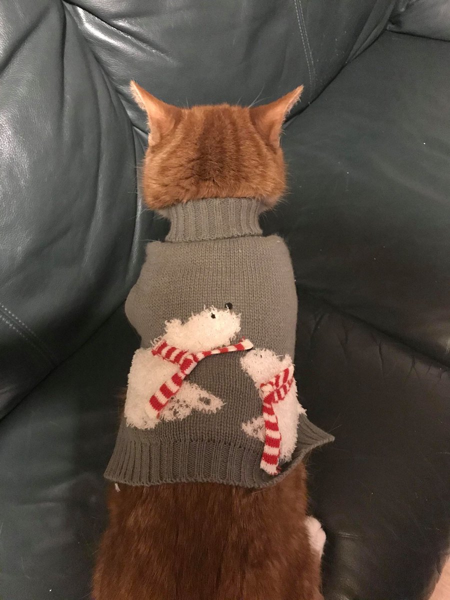 CelticMarches's tweet photo. We love any excuse to share a cute cat pic!

Here's the fabulous Stan, looking rather dashing in his cosy knit 😻  

#SweaterDay #CatsOfTwitter https://t.co/jfwbyHDBQ5