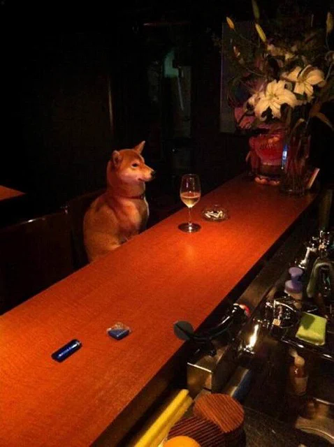 一瞬びっくりする！？めっちゃマッチョな犬が座っているように見えたｗｗ