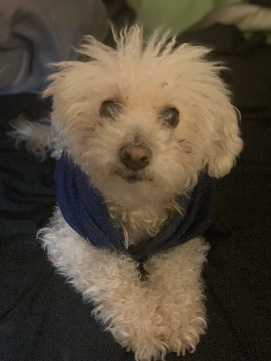 ItchyThePoodle's tweet photo. Looking forward to Spring..staying warm til then.. ☀️ https://t.co/pQWeLX3vvb