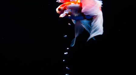 stepupdotnet's tweet photo. blindspotting: the fish and the water he swims in... - https://t.co/iqUzO5O2kn

Are you aware of all the perceptual distortions, cognitive biases and privileges you operate from? https://t.co/MVqc41Ojga