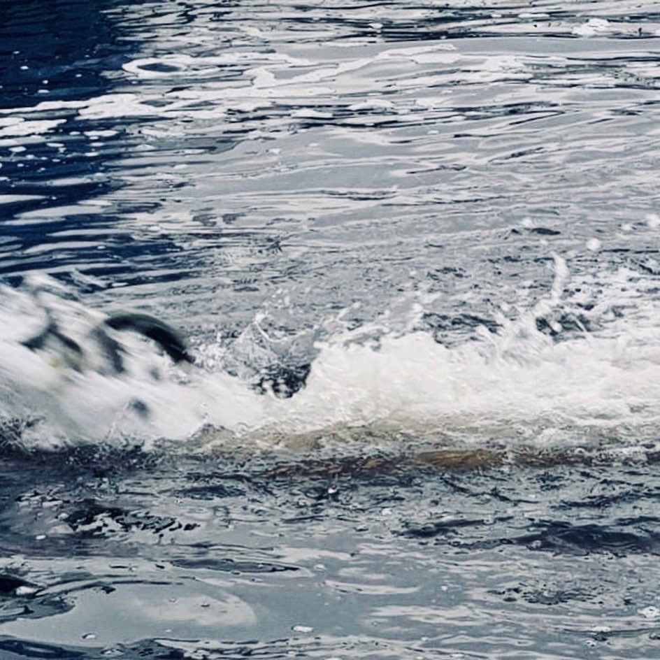 WesterRossSalmo's tweet photo. First smolt transfer of 2020 was a success🐟 these beauties will be ready for your tables in early spring 2021 🌊 #sustainable #salmon #farming #aquaculture #farmerslife #farm #chefs #fishchef #sashimi #seafood #seafoodie #healthyfood #cleaneating #cleanliving #scotland @ptfss💙 https://t.co/KmxzXfeylC