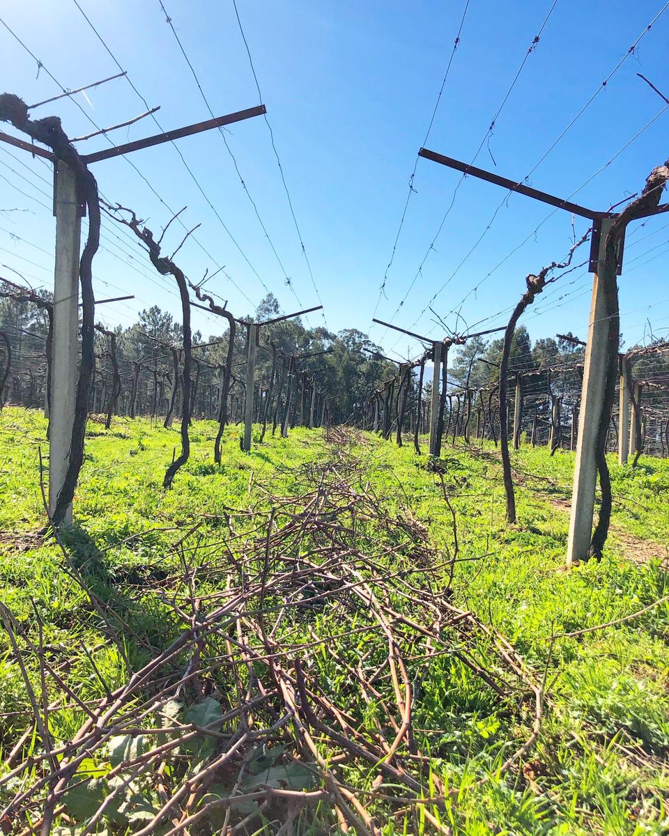 SrodeRubios's tweet photo. Tempo de poda #riasbaixas #albariño #treixadura #souson #pedral #condadotea https://t.co/fmjkJEWH4m
