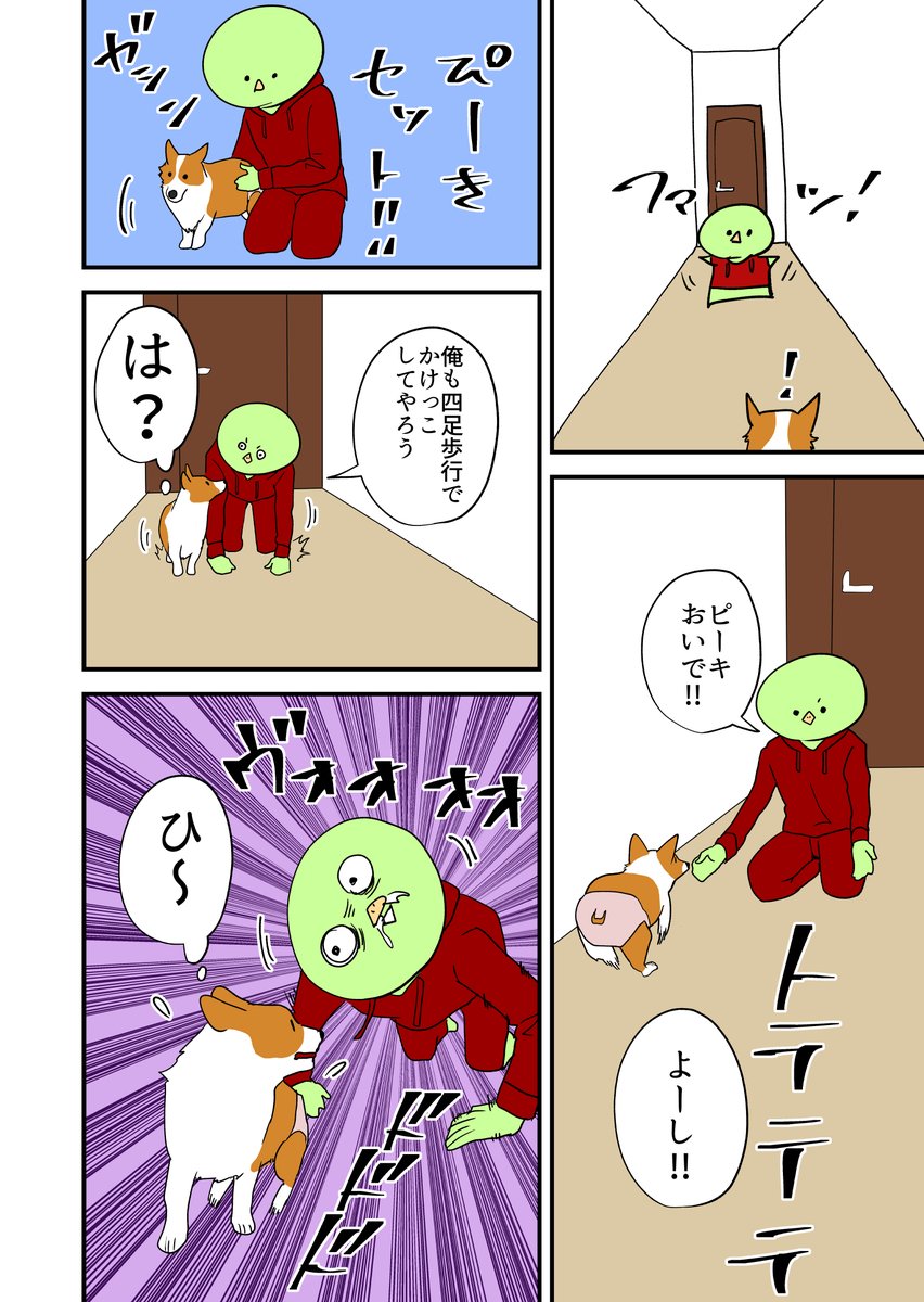 実家でコーギーと遊ぶ。 その47
#コーギー 