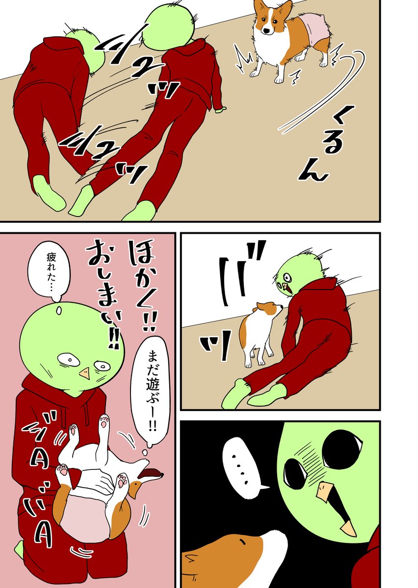 実家でコーギーと遊ぶ。 その47
#コーギー 